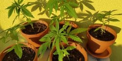 Cannabis-Drugs-Growth
