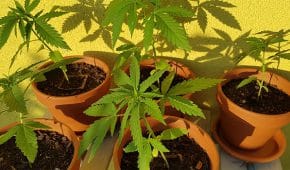 גידול קנאביס לשימוש עצמי – מותר או אסור?