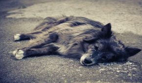 עבירת היזק לבעלי חיים