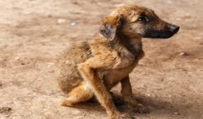 עבירות התעללות בבעלי חיים