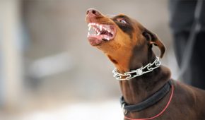 אי נקיטת אמצעי זהירות בחיה – משמעותה והעונש בצידה