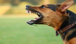 רשלנות בהחזקת חיה