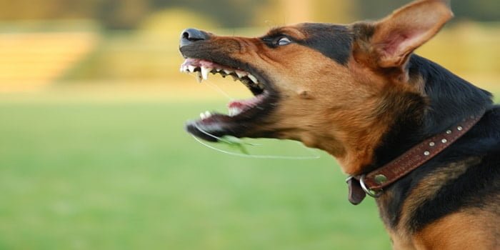 רשלנות בהחזקת חיה | כתב אישום על נשיכת כלב
