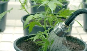 עבירת גידול סמים – משמעותה והעונש בצידה