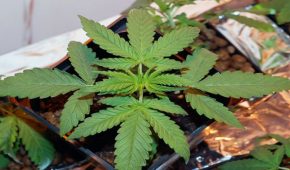 האם כבר מותר לגדל מריחואנה?