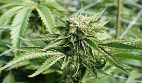 בוטלה הרשעתו של לקוח שגידל 800 גרם קנאביס בגינה ציבורית