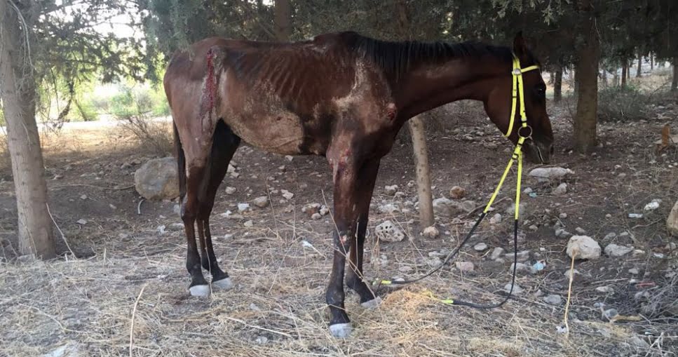 אילוסטרציה: תועדו מתעללים בסוס בחגיגות עיד אל-פיטר אילוסטרציה: תועדו מתעללים בסוס בחגיגות עיד אל-פיטר