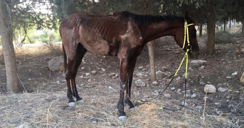 אילוסטרציה: תועדו מתעללים בסוס בחגיגות עיד אל-פיטר