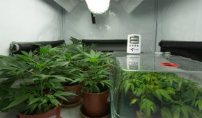 הפעיל מעבדה לגידול קנאביס לצורכי מסחר ונשפט לארבעה חודשי עבודות שירות בלבד