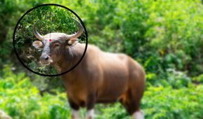 עבירת ציד בלתי חוקי של חיות בר – משמעותה והעונש בצידה