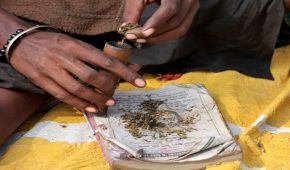 מה בין עבירות סמים לחופש הפולחן?