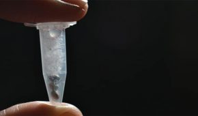 האם מותר לייבא זרעי קנאביס לישראל?