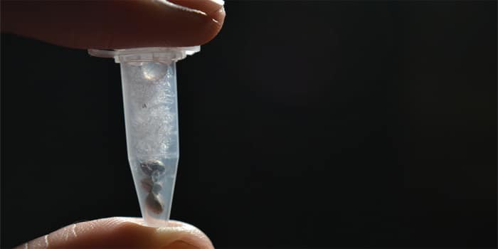 האם מותר לייבא זרעי קנאביס לישראל?