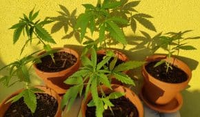 גידל 236 שתילי קנאביס וירצה שלושה חודשי עבודות שירות בלבד