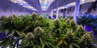 בוטלה הרשעתו של מתמחה במשפטים שנתפס מגדל 4 ק"ג קנאביס במעבדה בביתו