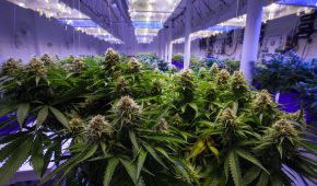 קנס כספי בלבד ללקוח שנמלט מהארץ לאחר שהורשע בגידול סמים במעבדה