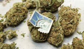 נאשם שאסף חבילה שהכילה 800 גרם קנאביס זוכה לאחר שטען שלא ידע את תכולתה